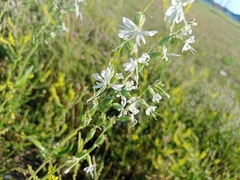 Silene dichotoma
