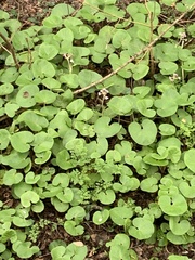 Petasites pyrenaicus