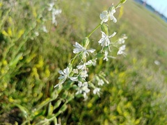 Silene dichotoma