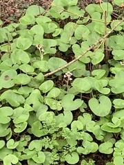 Petasites pyrenaicus
