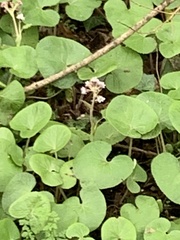Petasites pyrenaicus