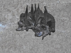 Chrotopterus auritus