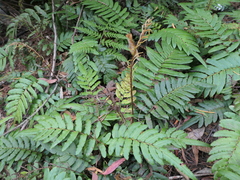 Blechnum wattsii