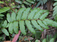 Blechnum wattsii