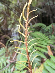 Blechnum wattsii