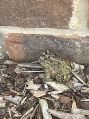 Anaxyrus terrestris