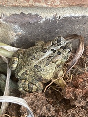 Anaxyrus terrestris
