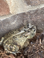 Anaxyrus terrestris