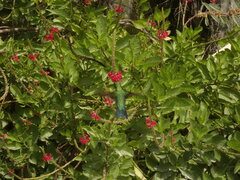 Chlorostilbon mellisugus