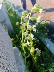 Silene dichotoma
