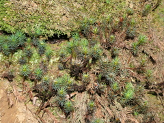 Dawsonia polytrichoides