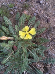 Oenothera primiveris