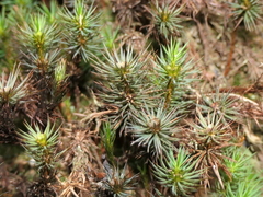 Dawsonia polytrichoides