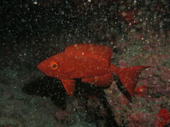 Priacanthus hamrur
