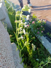 Silene dichotoma