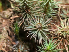 Dawsonia polytrichoides