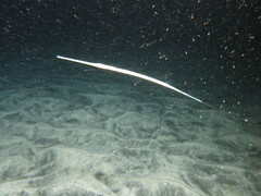 Fistularia commersonii