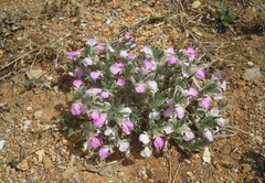 Ajuga iva iva