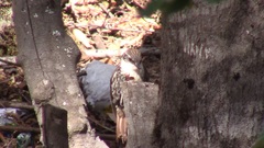 Pygarrhichas albogularis