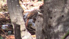 Pygarrhichas albogularis