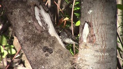 Pygarrhichas albogularis