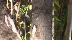 Pygarrhichas albogularis