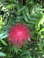Calliandra haematocephala