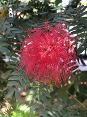 Calliandra haematocephala