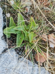 Crassula alba