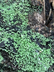 Cladonia ochrochlora