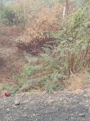 Canis aureus indicus