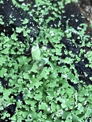 Cladonia ochrochlora