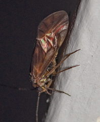 Psocomorpha