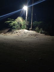 Sus scrofa cristatus