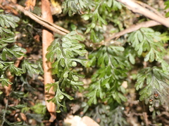 Hymenophyllum cupressiforme