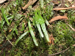 Notogrammitis billardierei