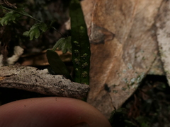 Notogrammitis billardierei