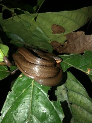 Mastigodryas alternatus