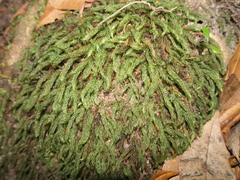 Echinodiopsis hispida