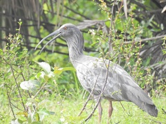 Theristicus caerulescens
