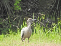 Theristicus caerulescens