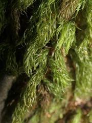 Echinodiopsis hispida