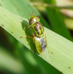 Hedriodiscus trivittatus