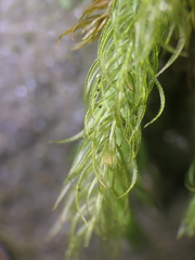 Echinodiopsis hispida