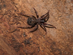 Mituliodon tarantulinus