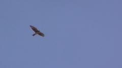 Buteo albigula
