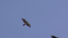 Buteo albigula