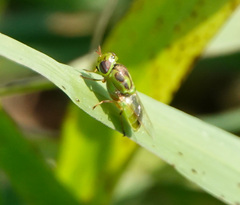 Hedriodiscus trivittatus