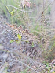 Lepidium africanum
