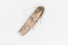 Pigritia